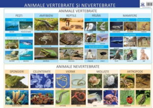 Plansa - Animale vertebrate si nevertebrate
