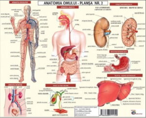 Anatomia omului. Plansa nr. 2