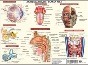 Anatomia omului. Plansa nr. 1