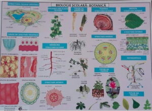 Plansa Bilogie scolara. Botanica